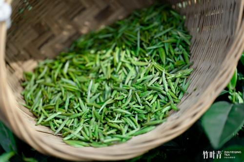 美好春茶季 只此青绿 联名款竹叶青春茶首发上市